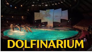 Spectacular Dolphin Show at Dolfinarium Harderwijkdolfinarium dolphins netherlands [upl. by Antonino]