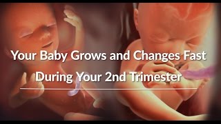 Your Growing Babys Changes Through the Second Trimester  WebMD [upl. by Kip]