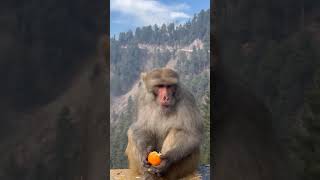 🍊 Eater Monkey 🐵 😂 artist song funny monkey orange [upl. by Enom]