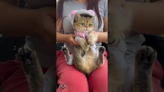 Dancing Silver amp Golden Chinchilla cats  Scottish Fold amp British Shorthair scottishfold trending [upl. by Twyla]