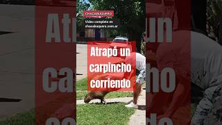 Atrapó un carpincho corriendo por la ciudad de Chacabuco [upl. by Gorman]