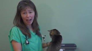 Flea and tick PyrethrinPyrethroid Poisoning in Cats  Dr Justine Lee [upl. by Anead]