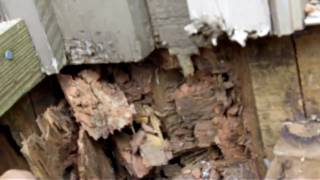 How to fix Termite Damage in homes 7708890954 [upl. by Nobe]