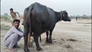 watch pure neeli Ravi buffalo for sale in Punjab Pakistan 10102024on YouTube [upl. by Hayn472]