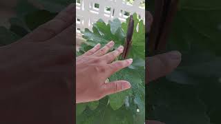 My Journey in Propagating BFF Fig Trees A Tale of Figs and Growth  Episode 3 [upl. by Glynnis]