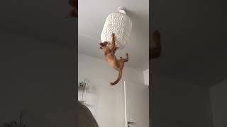 Cat jumps into ceiling lamp shade [upl. by Melac]