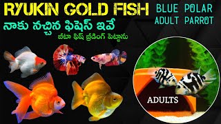 RYUKIN GOLD FISHS  BREEDING SIZE BLUE POLAR PARROT FISHS  NEMO CANDY BETTA FISH BREEDING [upl. by Comptom]