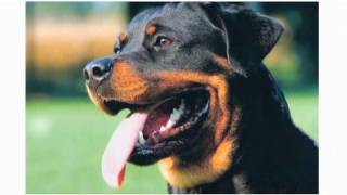 Pros amp Cons of a Rottweiler  Dog Breeds [upl. by Karlotta681]