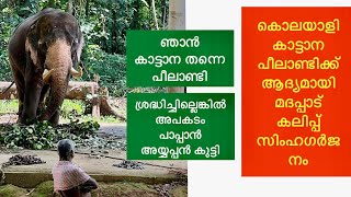 Peelandi ഒൻപത്പേരെ കൊന്ന പിലാണ്ടി ആദ്യമായി മദപ്പാടിൽkattanakathakeralaelephantvmpradeepmedia [upl. by Farly309]