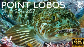 SCUBA Lets Dive Lobos  Carmel CA 2024  4k [upl. by Icyak]