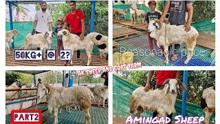 AK Sheep and Goat Farm  9901766641 8130105049 Amingad Sheep for sale jkgoatsalebangalore [upl. by Ahselak]