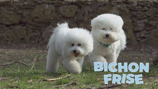 Bichon Frise Dog Breed 101 [upl. by Fadas]