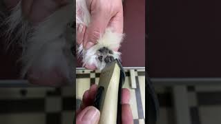 How to Groom a Maltese  Insider Tips for Perfect Maltese Haircuts  Get Stylish [upl. by Eilsek]