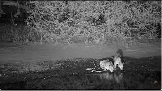 Two Leopards Stop For A Drink Look Like Mother And Daughter Dec 3 2024 [upl. by Noimad]