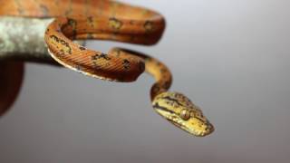 Corallus hortulanus Amazon tree boa [upl. by Htirehc]