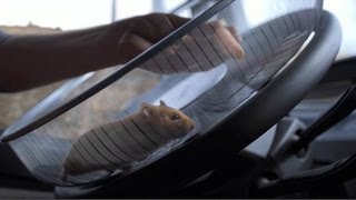 Volvo Trucks  The Hamster Stunt [upl. by Akehsar812]