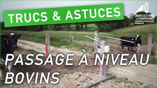 Trucs et astuces d’agriculteurs  Passage à niveau bovins  JeanFrançois Dorenlor [upl. by Koziara921]