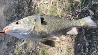 Fishing Vic Campaspe river reserve Rochester GPS coordinates Murray cod Silver perch Redfin Yella [upl. by Israel]