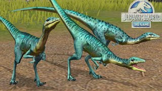 COMPSOGNATHUS NUEVO DINOSAURIO GANA TODAS LAS BATALLAS dinosaurio inmortal Jurassic World El Juego [upl. by Bertold]