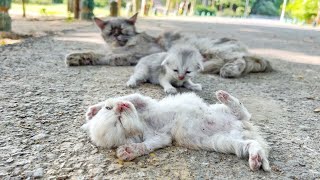 A man went to help a kitten and her mother cat You wont believe what happened next [upl. by Willem970]