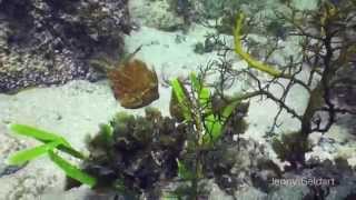 Southern Pygmy Leatherjacket Brachaluteres jacksonianus [upl. by Aundrea130]