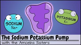 Sodium Potassium Pump [upl. by Laverne613]