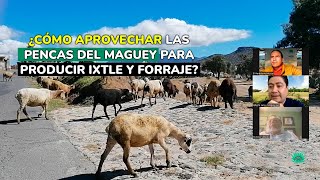 ¿Cómo aprovechar las pencas del maguey para producir ixtle y forraje [upl. by Kurys603]