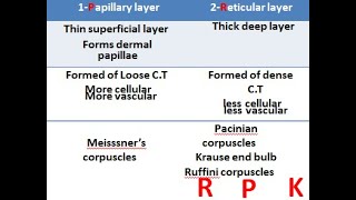 2 skin Cells of epidermis and Derms [upl. by Noelyn]