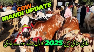 Halani Cow Mandi Latest Update  Eid Collection 2025  Soday He Soday cattle mandi [upl. by Biel]