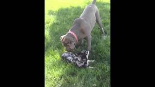 Neapolitan Mastiff and Australian Shepherd [upl. by Etra]