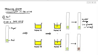 1413 Measuring Glucose in the Urine using a Test Strip Cambridge AS A Level Biology 9700 [upl. by Raual]