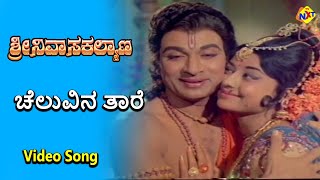 Cheluvina Thaare Video Song  Sri Srinivasa Kalyana Movie Songs  Rajkumar  B Saroja Devi  TVNXT [upl. by Lihas200]