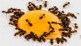 Ants Eating Honey Time Lapse [upl. by Nwahsir198]