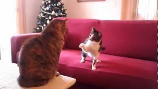 GATTI GIOCANO IN CASA  video divertente [upl. by Butta]