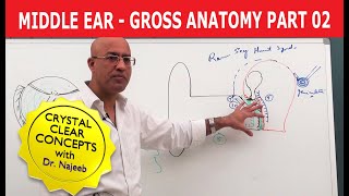 Middle Ear  Gross Anatomy  Part 29 [upl. by Dame]