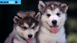 I bellissimi cuccioli di SIBERIAN HUSKY [upl. by Airotkciv]