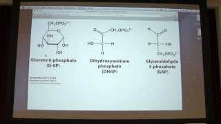 16 Kevin Aherns Biochemistry  Carbohydrates I [upl. by Adallard]