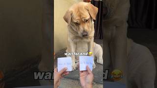 Innocent rubi 😂  labra rubi  youtubeshorts shorts labrador dog funny memes trending [upl. by Ahseya253]