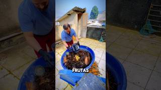 Adicionando matéria orgânica na composteira alimentaçãosaudável composteira horta composting [upl. by Acsecnarf111]