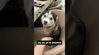 ¡Lo que este perrito hizo te sorprenderá 🐶😂 [upl. by Careaga]