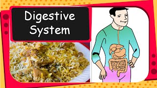 Science  How human digestive system works  English [upl. by Rillis]