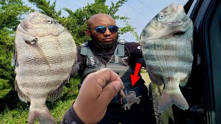 Cant Catch Sheepshead This Is the Secret Morehead City NC SLABS [upl. by Nitsugua]