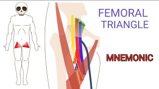 Memorizing the Borders amp Anatomical Structures That Pass Through the Femoral Triangle  MNEMONIC [upl. by Anetta]