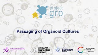 Passaging of Organoid Cultures [upl. by Akeenahs30]