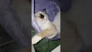 catsinwonderland shorts short cat cutecat cutefunny compilation catcatfunnyfightcompilation [upl. by Donia]