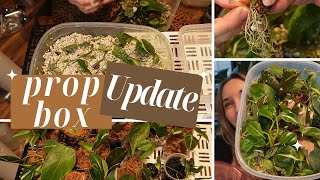 Propagation Box Updates  VLOGMAS DAY 17 [upl. by Buffo]