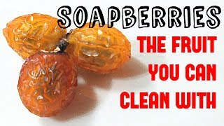 Soapberries The fruit you can clean with  Weird Fruit Explorer Ep 270 [upl. by Kerk]