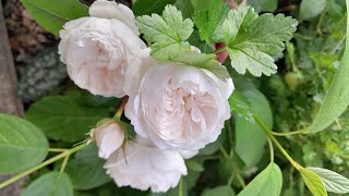 June blooms  including roses nigella and Elder Black Lace [upl. by Blossom]