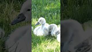 Mamma cigno con i suoi piccoli sul lago di Angera naturecignooche [upl. by Notle]