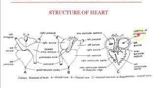 Sem 3 BSc Zoology  Calotes  Structure of Heart [upl. by Luhe]